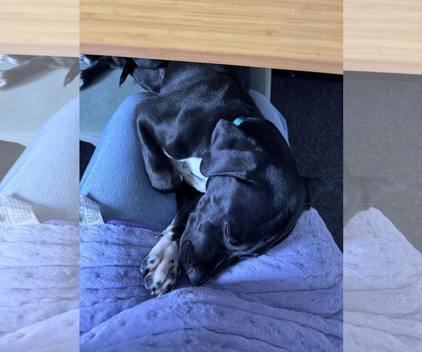 Medium Photo #4 Mutt Puppy For Sale in Woodbury, NY, USA