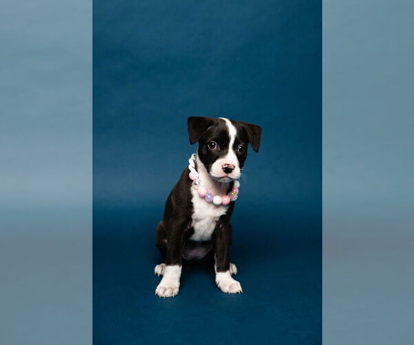 Medium Photo #1 Mutt Puppy For Sale in Oakland Park , FL, USA