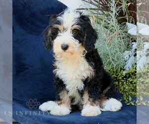 Miniature Bernedoodle Puppy for sale in NARVON, PA, USA