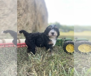 Bernedoodle (Miniature) Puppy for Sale in GARLAND, Kansas USA