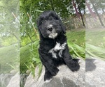 Small Photo #17 Bernedoodle-Golden Retriever Mix Puppy For Sale in BEULAH, MI, USA