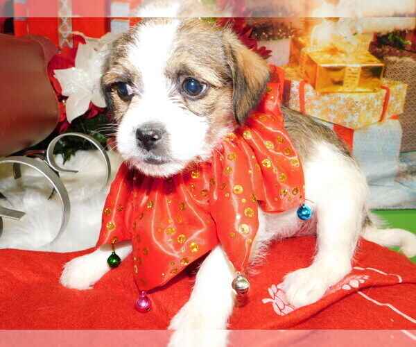 Medium Photo #5 Jack Russell Terrier-Shih Tzu Mix Puppy For Sale in HAMMOND, IN, USA