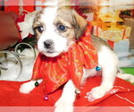 Small #4 Jack Russell Terrier-Shih Tzu Mix