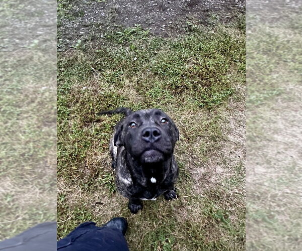 Medium Photo #2 Mastiff-Unknown Mix Puppy For Sale in Glen Allen, VA, USA