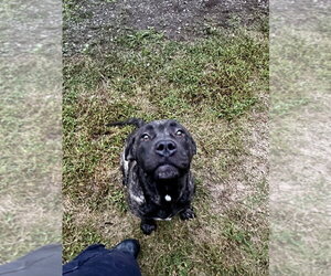 DA 13 Sonny - Male Mastiff-Unknown Mix Dog for Adoption - Photo #2