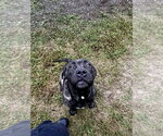 Small Photo #2 Mastiff-Unknown Mix Puppy For Sale in Glen Allen, VA, USA