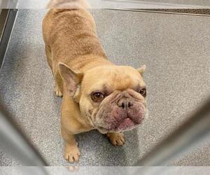 French Bulldog Dogs for adoption in Orange, CA, USA