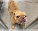 Small French Bulldog