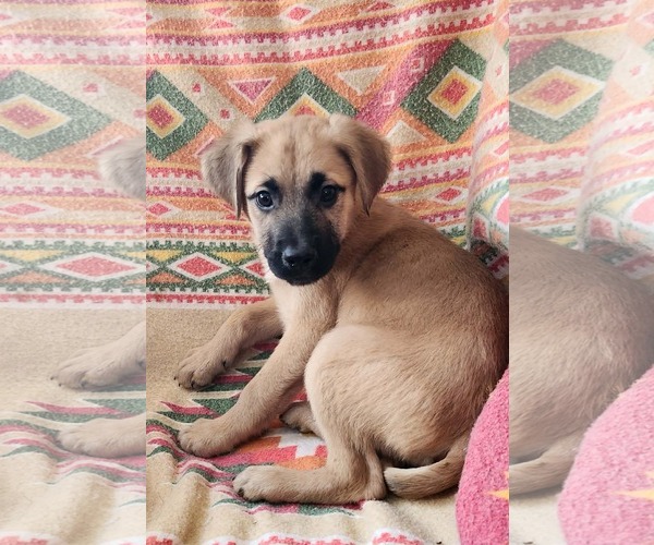 Medium Photo #1 Shepradors Puppy For Sale in SHERBURNE, NY, USA