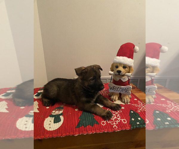 Medium Photo #6 German Shepherd Dog Puppy For Sale in DOUGLASVILLE, GA, USA