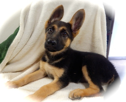 Medium Photo #9 German Shepherd Dog Puppy For Sale in HAMMOND, IN, USA