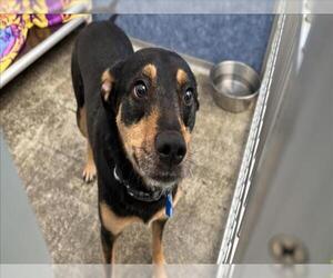 Mutt Dogs for adoption in Fort Collins, CO, USA