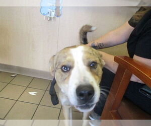 Catahoula Leopard Dog Dog for Adoption in Ocala, Florida USA