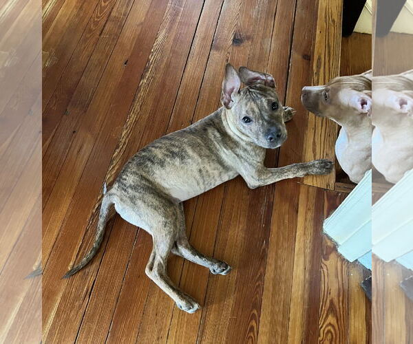 Medium Photo #31 Mutt Puppy For Sale in Philadelphia, PA, USA
