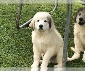 Great Pyrenees Puppy for sale in VILAS, NC, USA