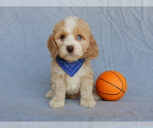 Cockapoo Puppy for sale in MILLERSBURG, OH, USA