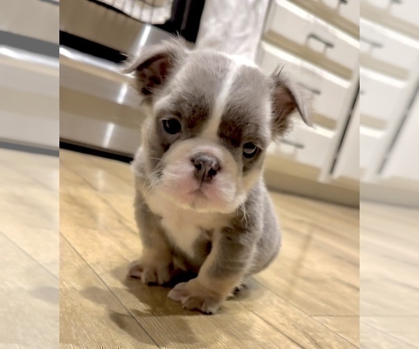 Medium Photo #13 English Bulldog Puppy For Sale in JERSEY CITY, NJ, USA
