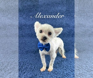 Maltese-Unknown Mix Dogs for adoption in Grafton, WI, USA