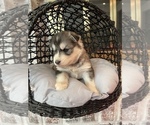 Small Photo #58 Siberian Husky Puppy For Sale in KANSAS CITY, MO, USA