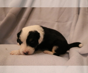 Bernedoodle-Shepadoodle Mix Puppy for sale in LOUDON, TN, USA