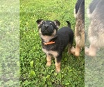 Small #4 German Shepherd Dog