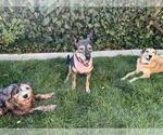 Small #21 German Shepherd Dog Mix