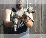 Small #1 Presa Canario