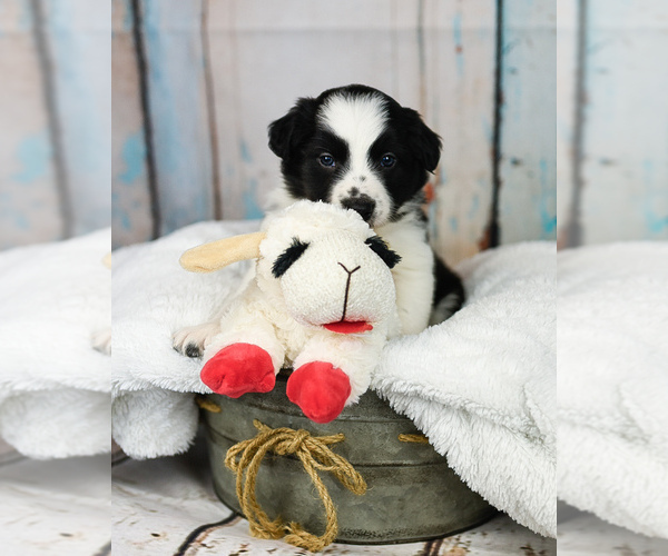 Medium Photo #10 Border Collie Puppy For Sale in STRAFFORD, MO, USA