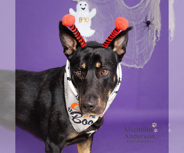 Medium Photo #1 German Shepherd Dog Puppy For Sale in Corona, CA, USA