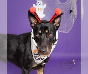 German Shepherd Dog Dogs for adoption in Corona, CA, USA