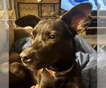 RAVEN - Female Mutt Dog for Adoption - Small photo