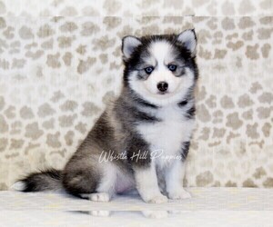 Pomsky Puppy for sale in DENVER, PA, USA