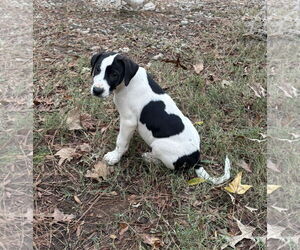 Labrador Retriever-Unknown Mix Dogs for adoption in Rockaway, NJ, USA