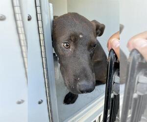 Labrador Retriever Dogs for adoption in Houston, TX, USA