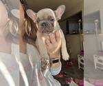 Small Photo #3 French Bulldog Puppy For Sale in BALDWIN PARK, CA, USA
