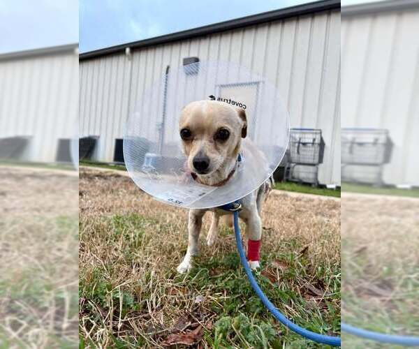 Medium Photo #10 Chihuahua Puppy For Sale in New York, NY, USA