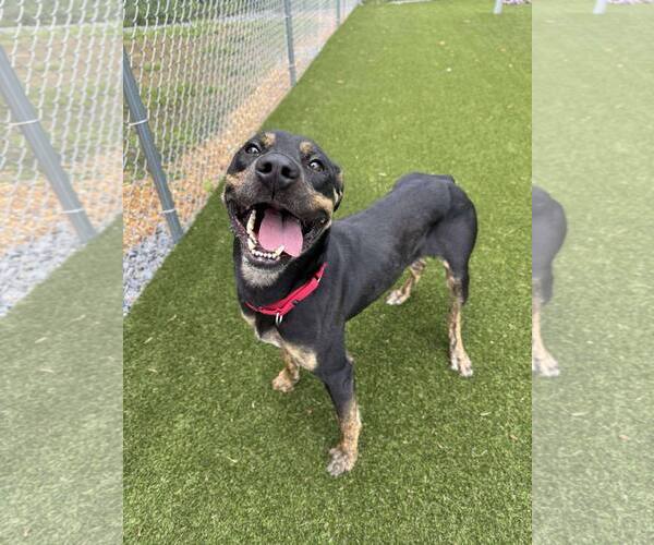 Medium Photo #4 Mutt Puppy For Sale in Shelburne, VT, USA