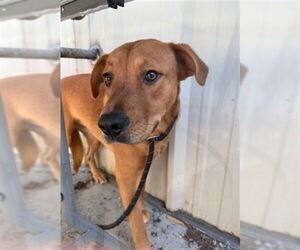 Labrador Retriever-Unknown Mix Dogs for adoption in Palmetto, FL, USA