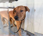 Small Labrador Retriever Mix