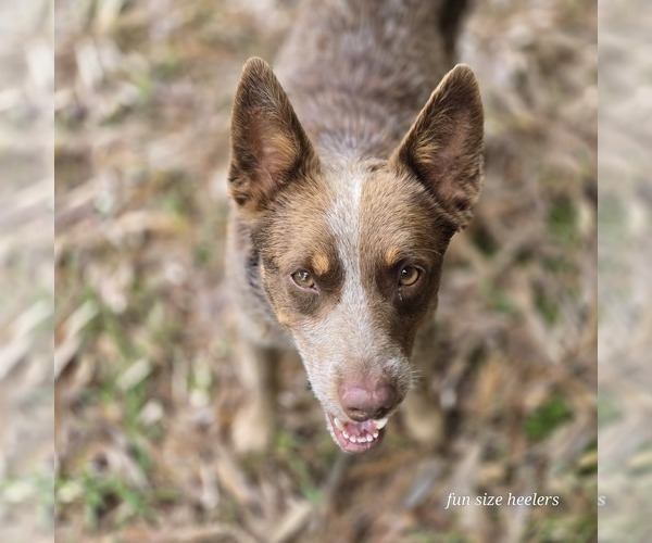 Medium Photo #1 Australian Cattle Dog Puppy For Sale in LAURINBURG, NC, USA