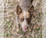Small Photo #1 Australian Cattle Dog Puppy For Sale in LAURINBURG, NC, USA