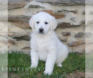 English Cream Golden Retriever Puppy for sale in CHRISTIANA, PA, USA
