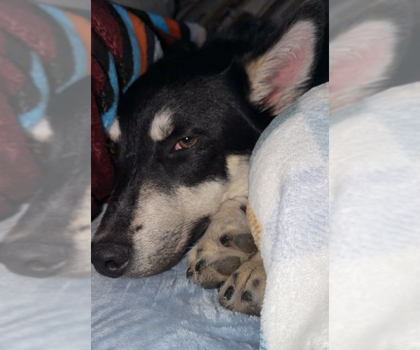Medium Photo #3 Siberian Husky-Unknown Mix Puppy For Sale in McKinney, TX, USA