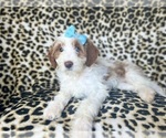 Small #6 Cavapoo