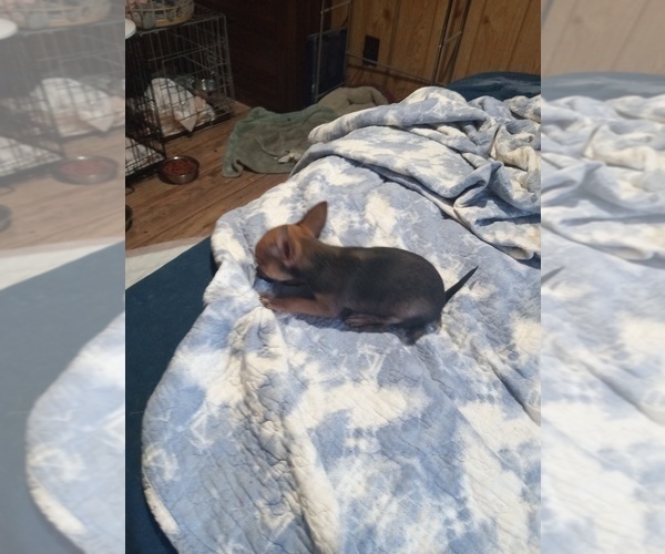 Medium Photo #3 Chihuahua Puppy For Sale in SHALLOTTE, NC, USA