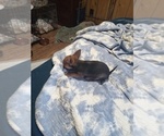 Small #1 Chihuahua