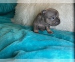 Small #4 French Bulldog