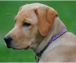 Small Photo #27 Labrador Retriever Puppy For Sale in LA CRESCENT, MN, USA