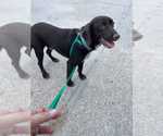 Small #4 Labrador Retriever Mix