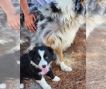 Small #3 Australian Shepherd